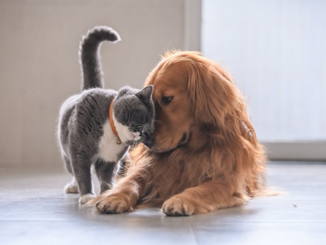 La UE aprueba las primeras normas comunes para proteger a perros y gatos La UE aprueba las primeras normas comunes para proteger a perros y gatos