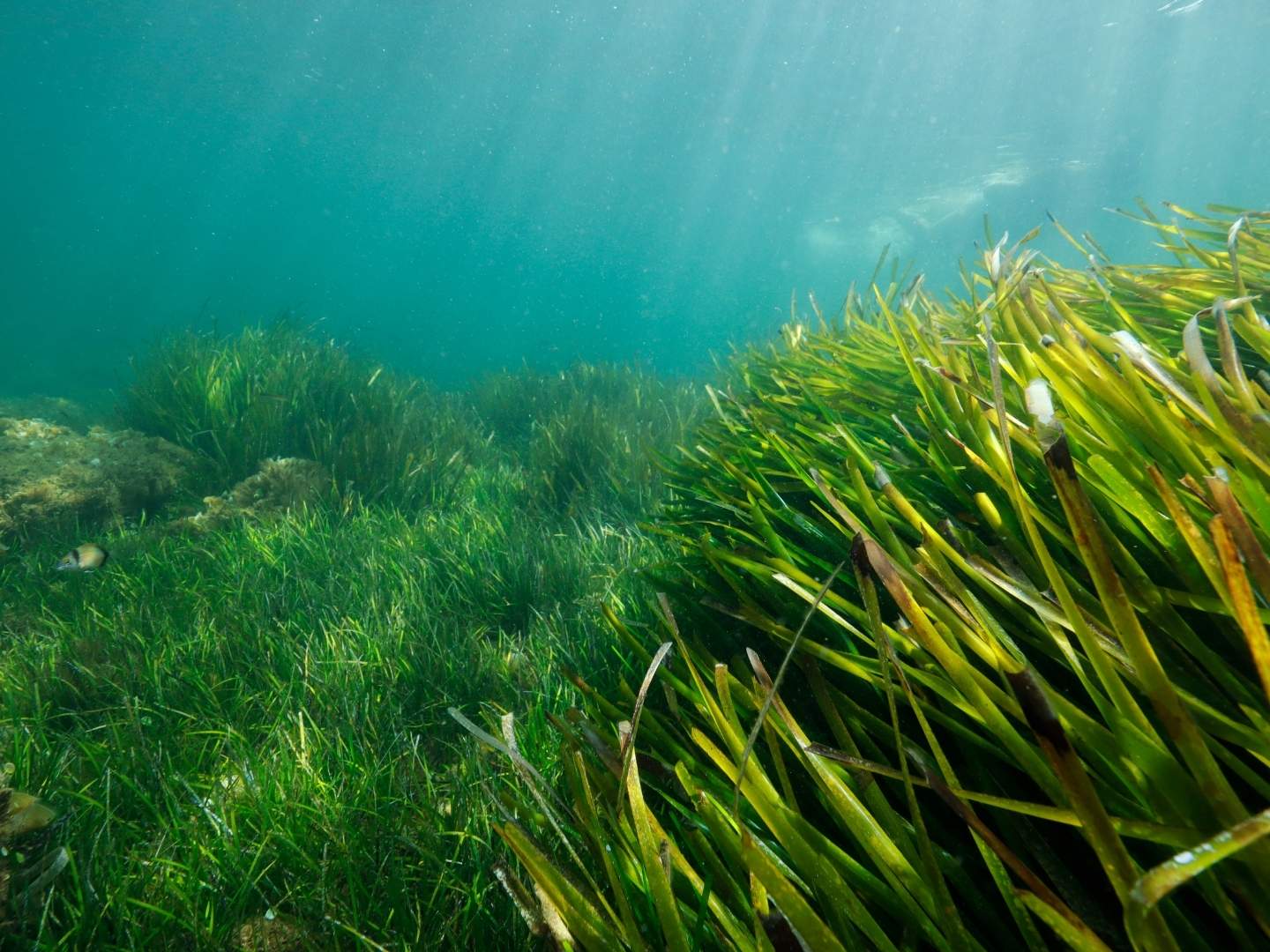 España participa en un proyecto europeo de restauración de ecosistemas marinos España participa en un proyecto europeo de restauración de ecosistemas marinos