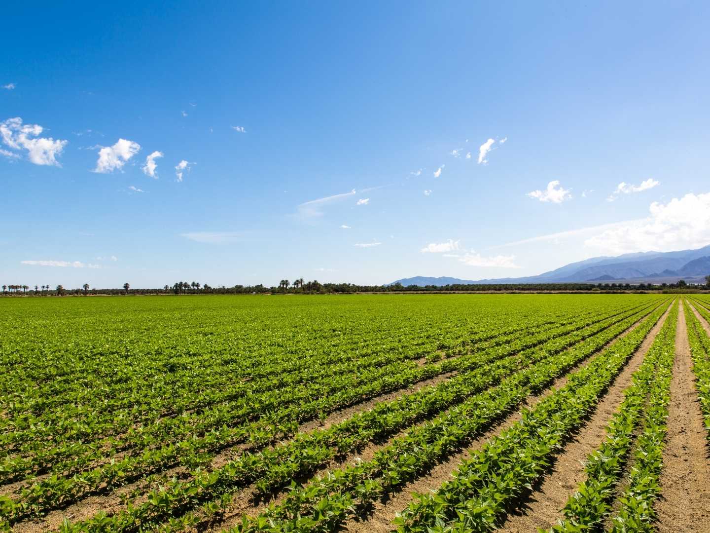Europa estudia aprovechar los residuos del biogás para producir sus propios fertilizantes