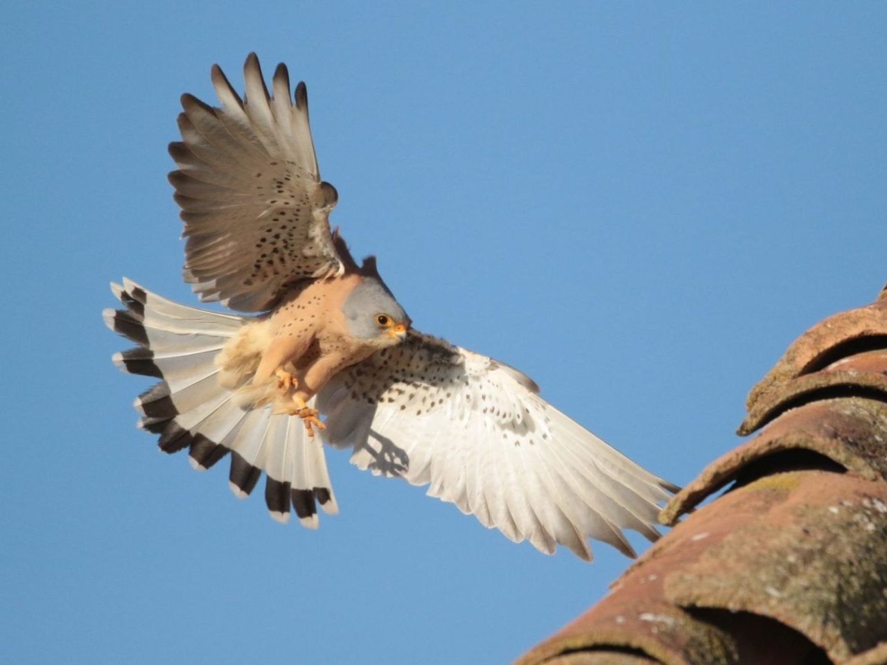 Las aves esteparias en la Comunitat Valenciana muestran se&ntilde;ales de recuperaci&oacute;n