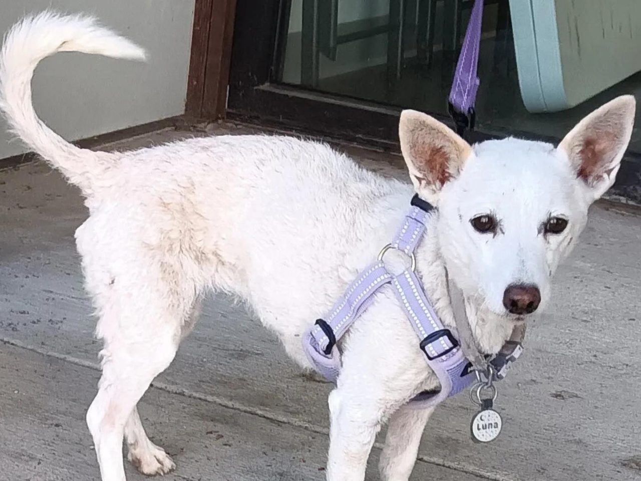 Luna, la perra perdida en Yellowstone, vuelve con su familia tras 34 días sola Luna, la perra perdida en Yellowstone, vuelve con su familia tras 34 días sola