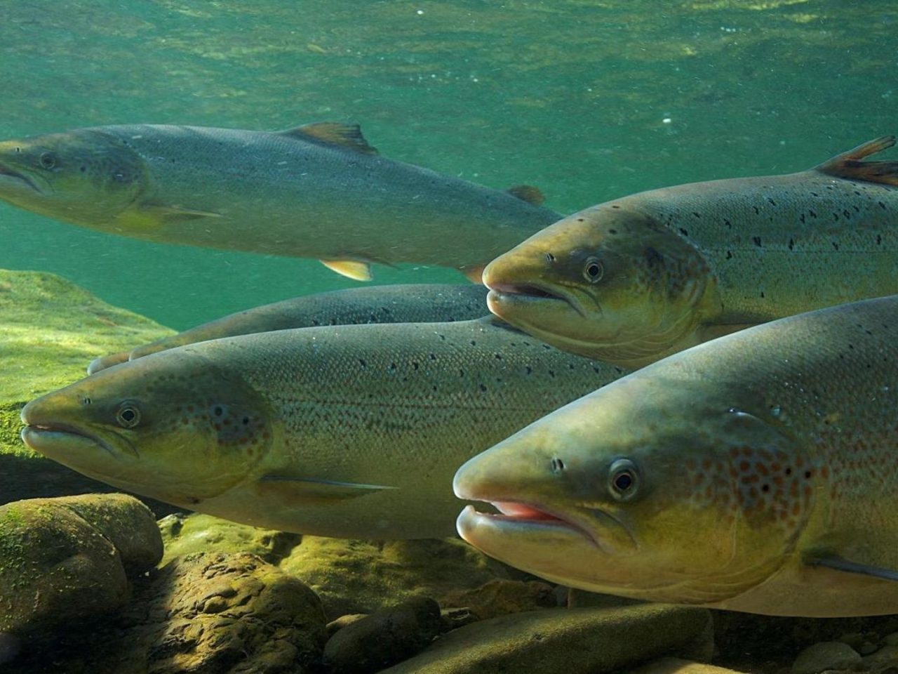 Polonia elimina barreras y recupera hábitats para devolver el salmón atlántico a sus ríos