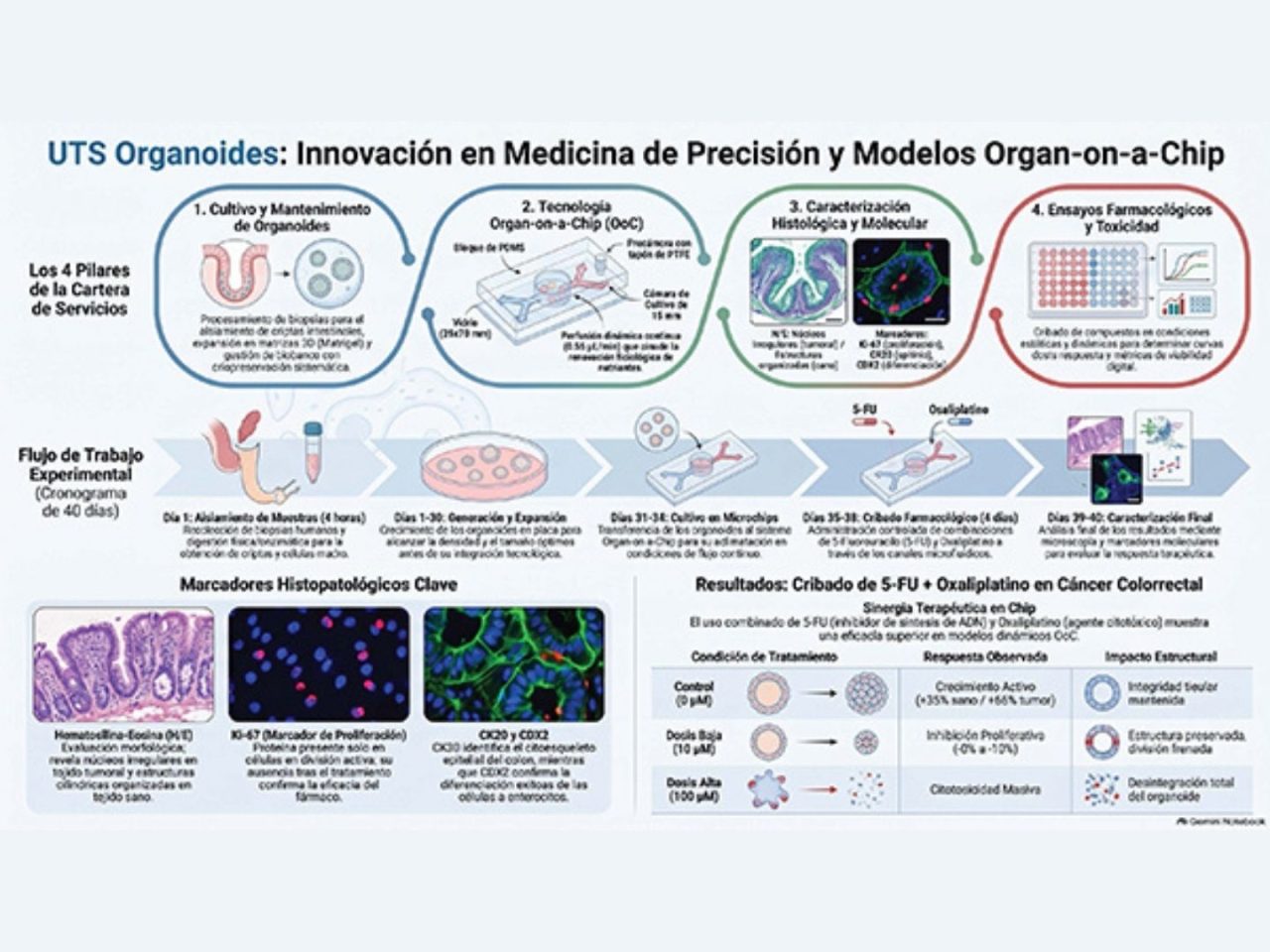 Un cáncer de colon en un chip permite estudiar cómo responde cada tumor a la quimioterapia